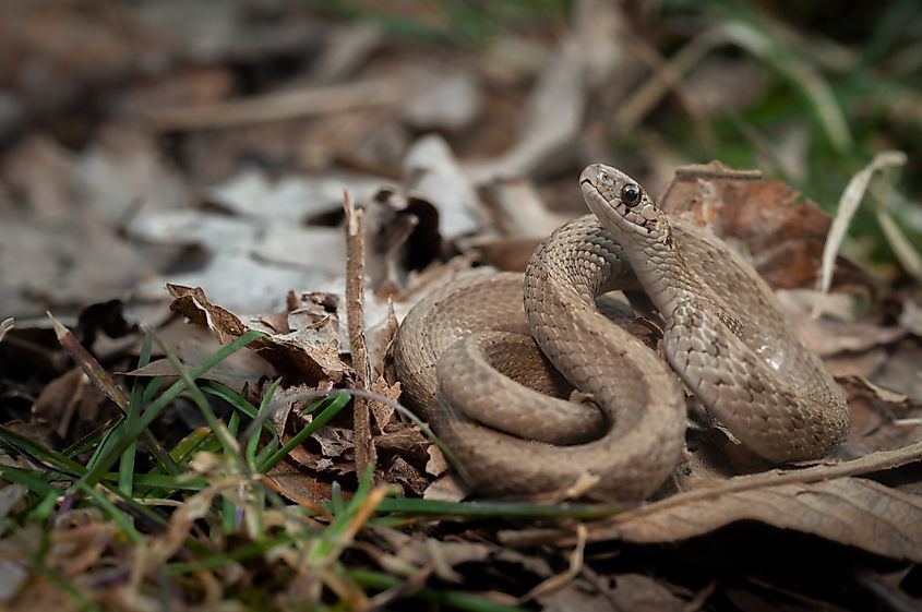 Dekay's brown snake on the ground.