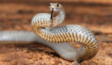 5 Snake-Filled Waters In South Australia