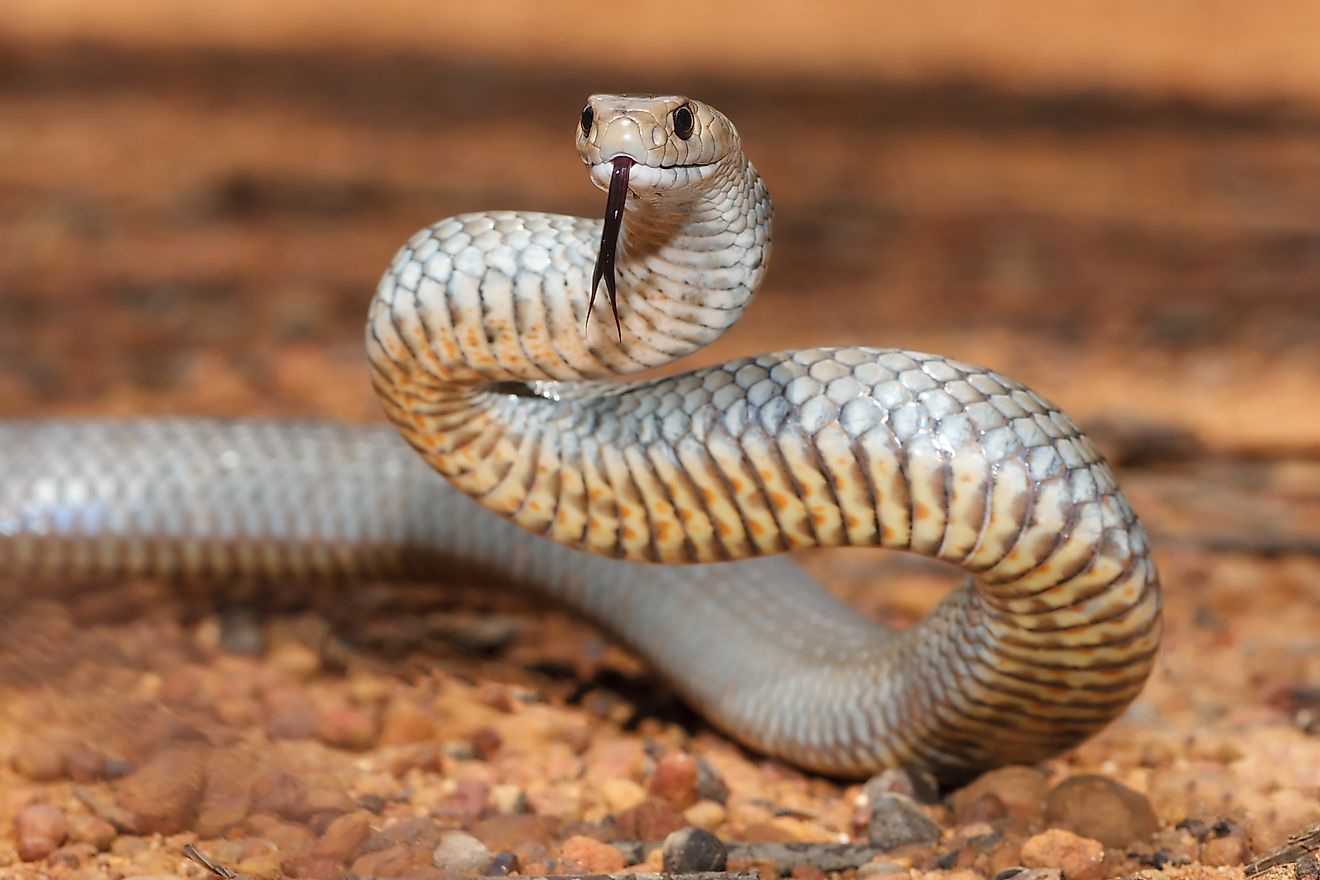5 Snake-Filled Waters In South Australia