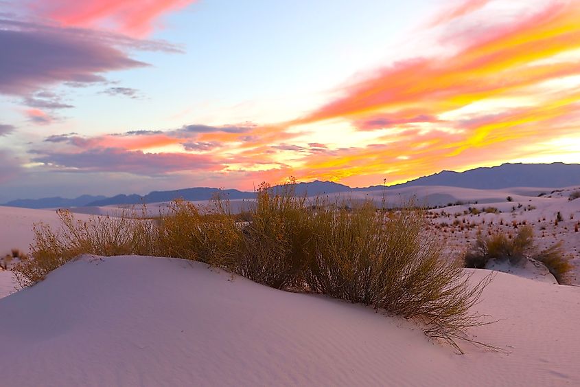 Plants growing under the glowing sunset skies at White Sands National Park.