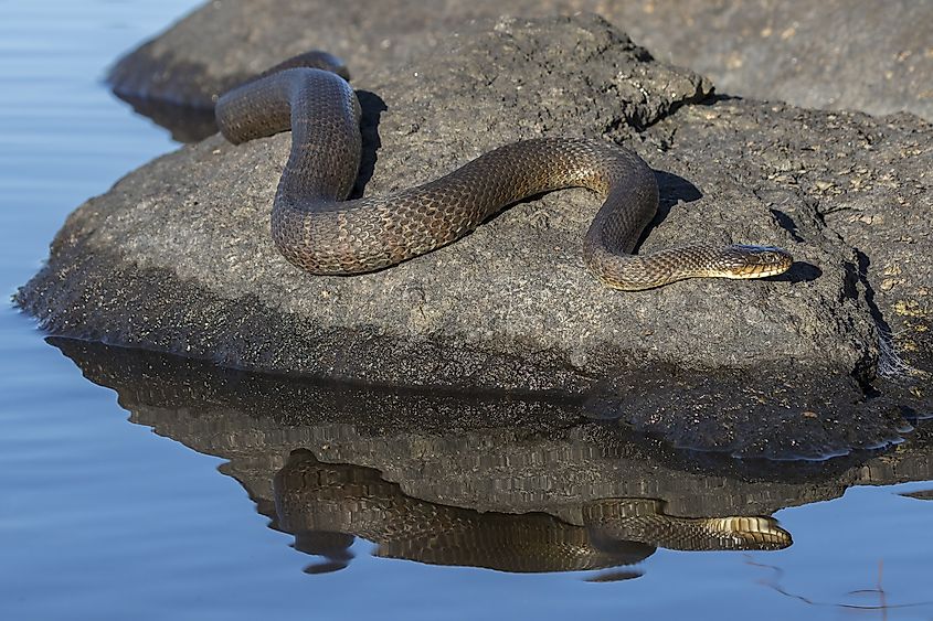 Northern watersnake basking on a rock in summer.