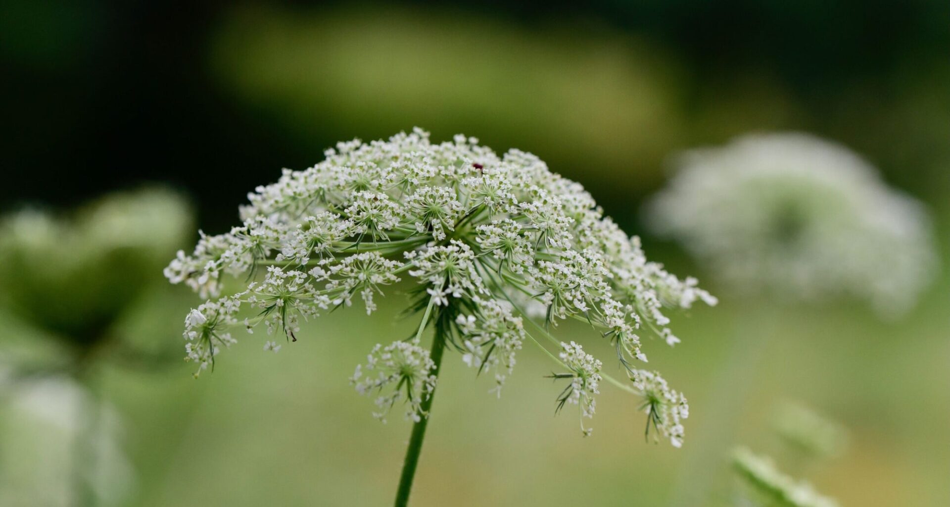 New international study traces plant viruses back to the last Ice Age