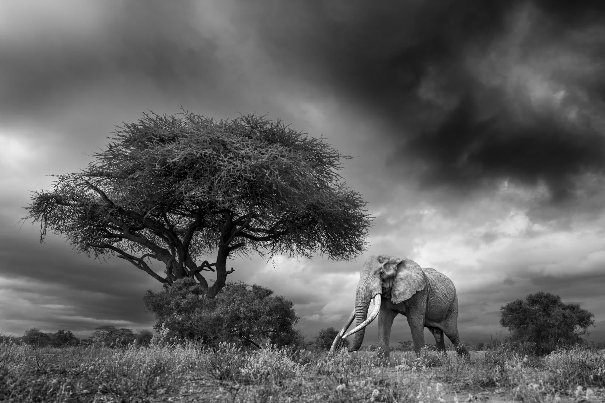 A black-and-white photo by Johan Siggesson of a big tusker elephant named Craig near a tree, beneath a cloudy sky