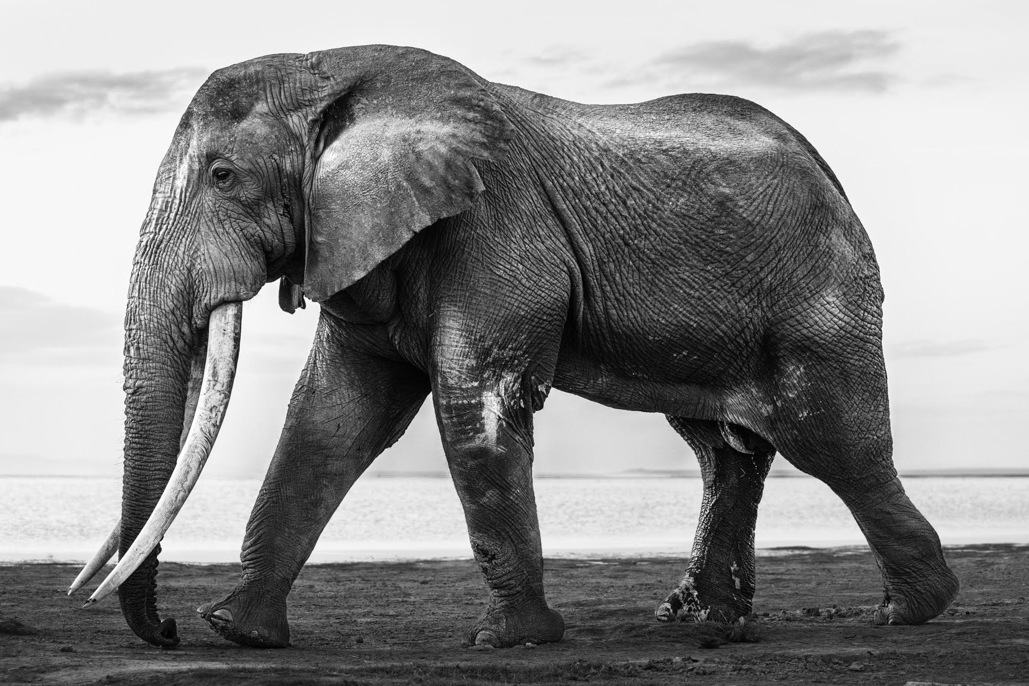A black-and-white photo by Johan Siggesson of a big tusker elephant