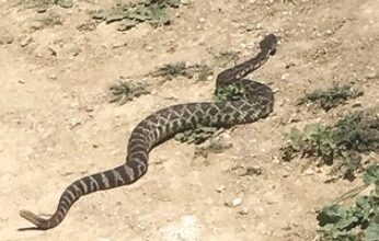 Rattlesnake bite leads to death of 46-year-old woman in Thousand Oaks