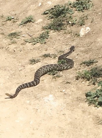 Rattlesnake bite leads to death of 46-year-old woman in Thousand Oaks