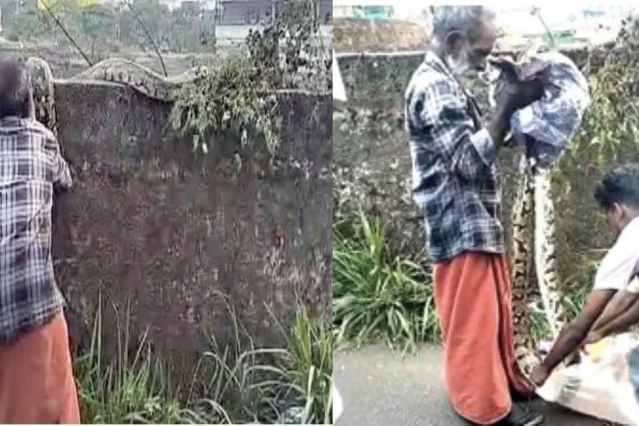 Panic on Kakkanad road as giant 10-foot Python appears; Elderly man grabs tail, sacks it | WATCH