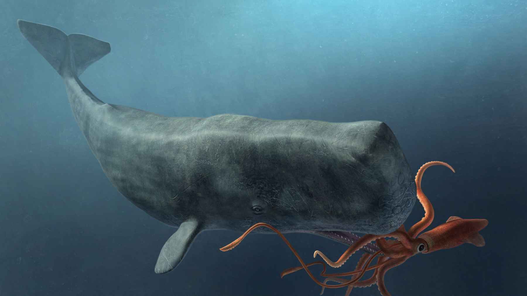 Illustration of a sperm whale confronting a giant squid underwater, showing the deep-sea predator-prey struggle studied by scientists.