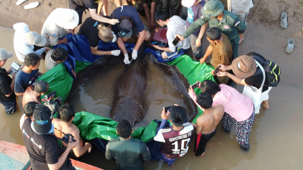 World's largest stingray