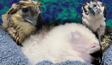 Philippine Eagle Chick No. 32 "Bayani" Hatches