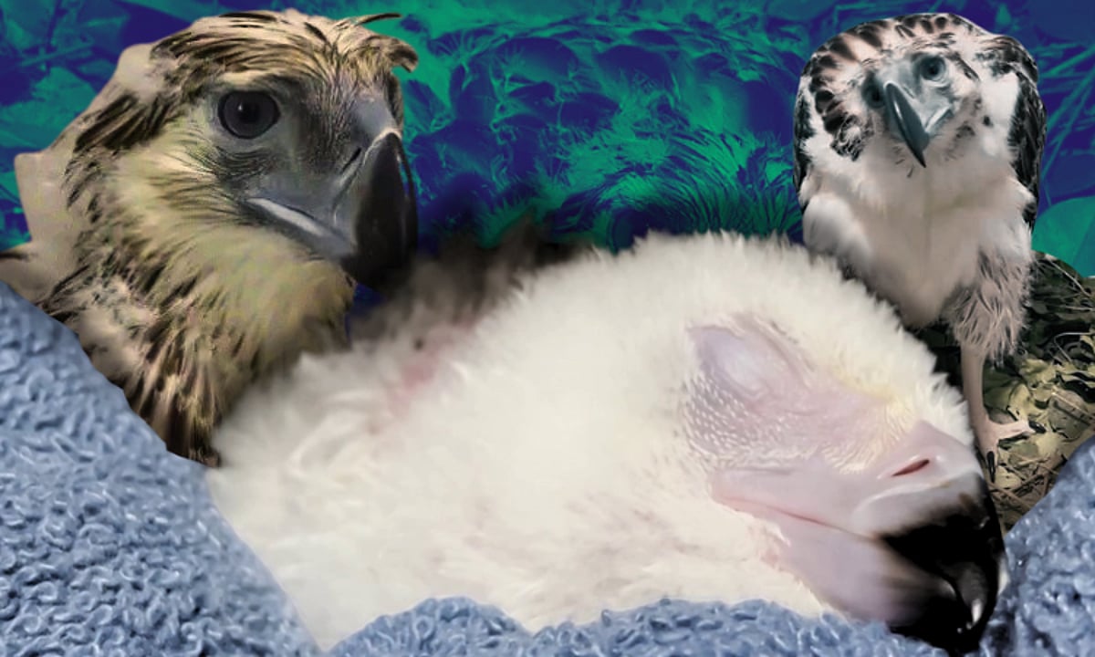 Philippine Eagle Chick No. 32 "Bayani" Hatches