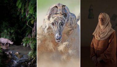 A collage with three images: a rhinoceros by a forest stream, a close-up of a greyhound running through sand, and a woman in a hijab standing indoors with soft light on her face.