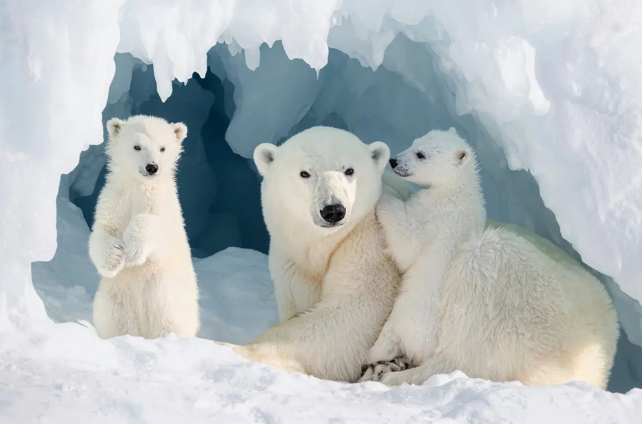 Three polar bears, one adult two cubs