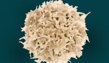 Immune Memory Cells Primed for Rapid Response