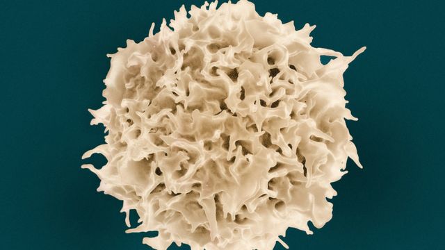 Immune Memory Cells Primed for Rapid Response