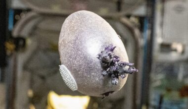 Netizens Terrified of What NASA Grew on the Space Station