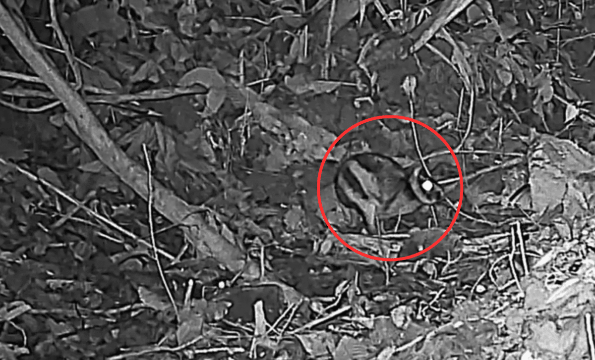 They Placed Cameras In A Remote Mountain And Uncovered One Of The World's Rarest Species