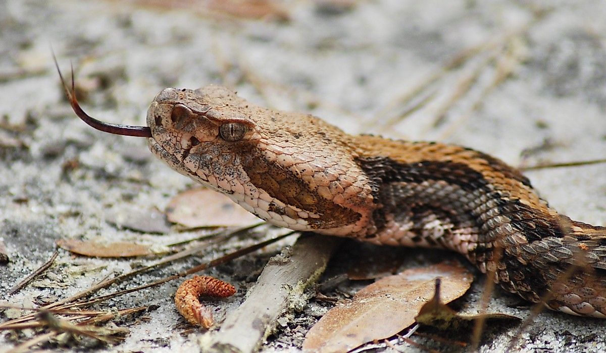 6 Snake Hotspots In New England
