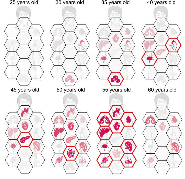 Study Reveals Turning Point When Your Body's Aging Suddenly Accelerates