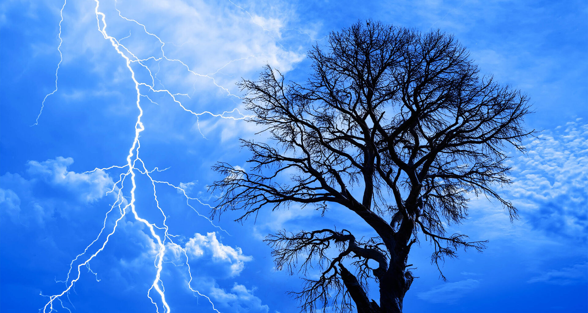 Trees release invisible electric sparks during thunderstorms