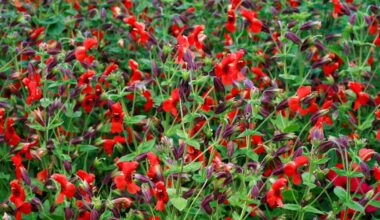 These flowers evolved rapidly to survive drought, scientists say : Short Wave : NPR