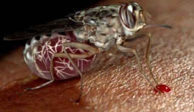 Sleeping sickness could be wiped out with this new drug : NPR