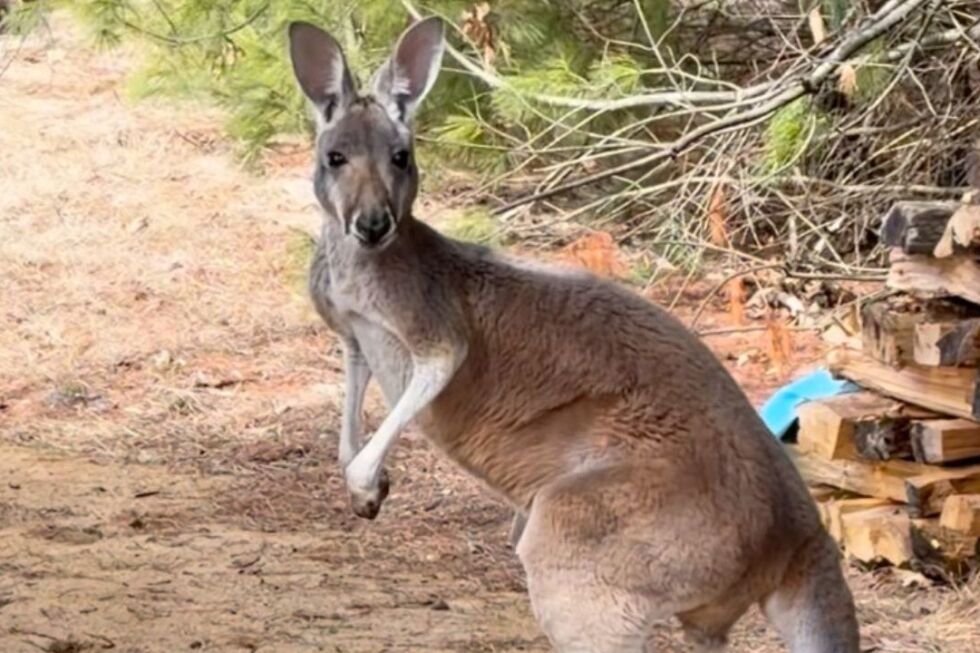 Chesney the kangaroo scales tall fence and flees petting zoo in Wisconsin for three days - AP News