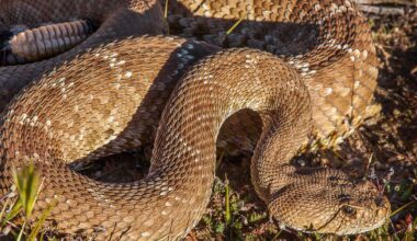 A second fatal rattlesnake bite on a Southern California hiking trail