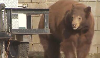 Bear euthanized, cubs orphaned, over objections of SoCal city leaders