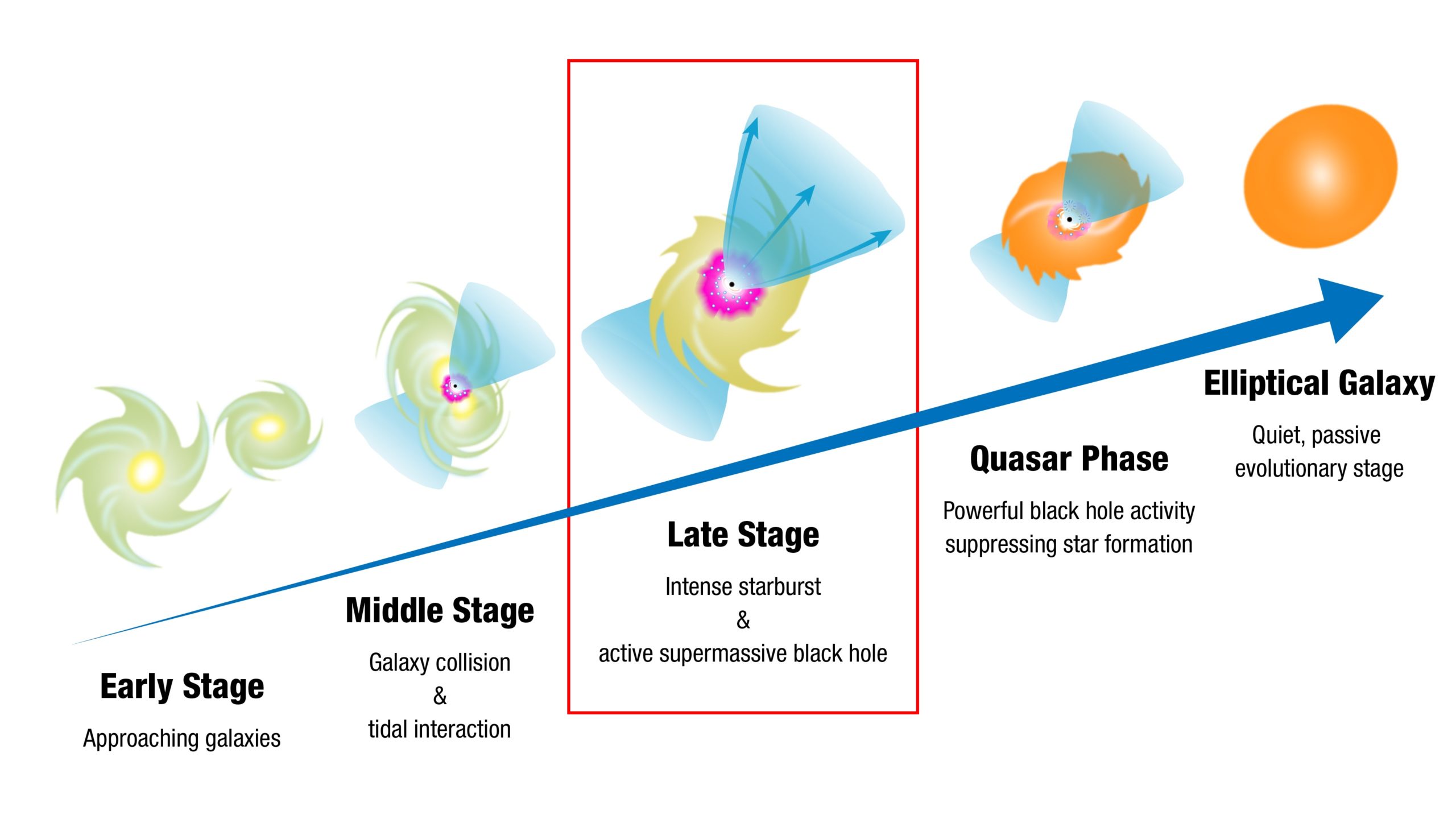 A diagram shows how galaxies and black holes evolve together