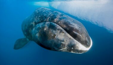 Bowhead whales may hold the key to humans living up to 200 years