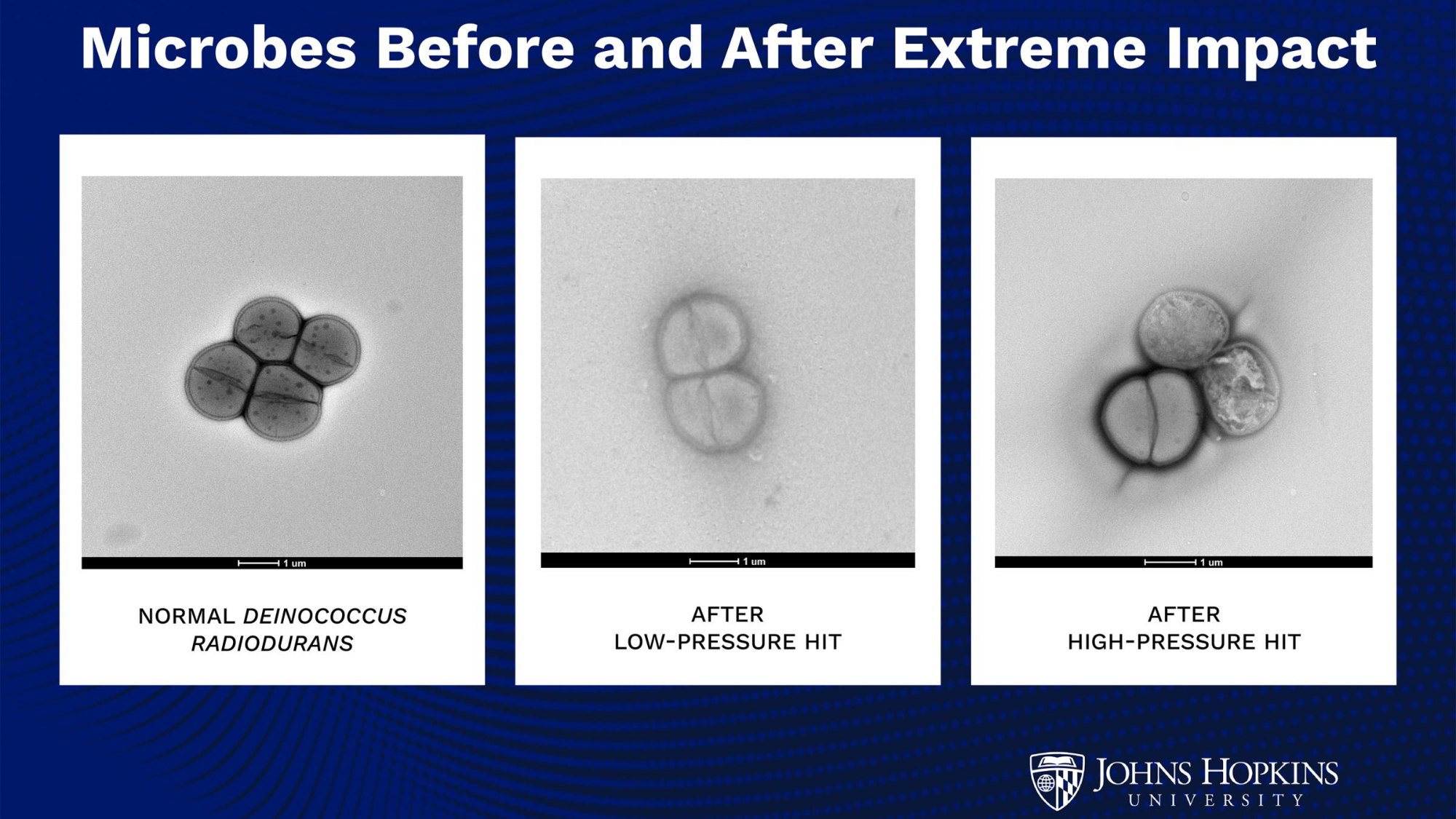 panel showing three microscope images of bacterial cells