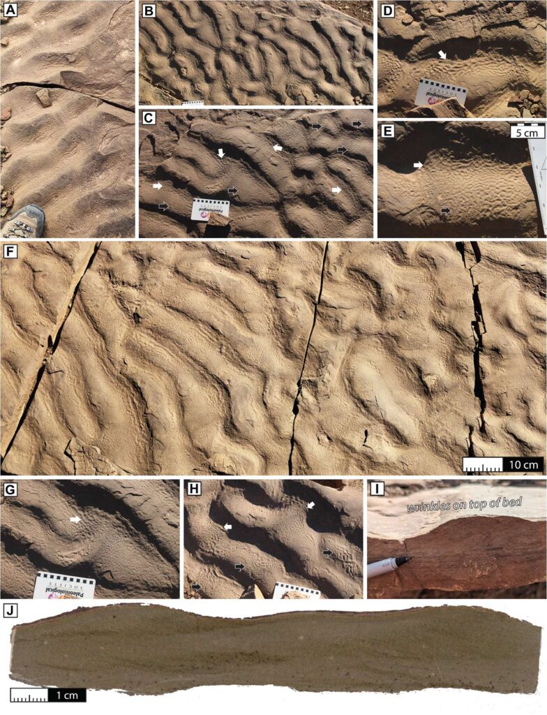 wrinkle structures in the Tagoudite Formation of the Central High Atlas Mountains, Morocco