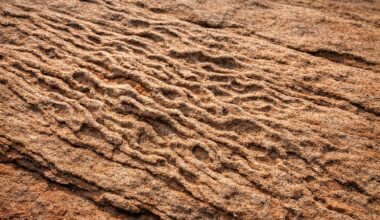 Deep-sea wrinkle structures reveal ancient microbial life