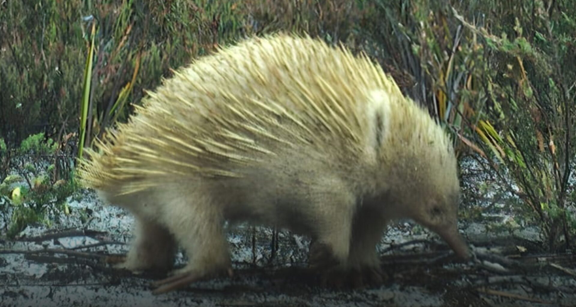 30 trail cameras and half a million pictures later, researchers have finally photographed these rare animals in first-ever camera survey of Tasmanian island