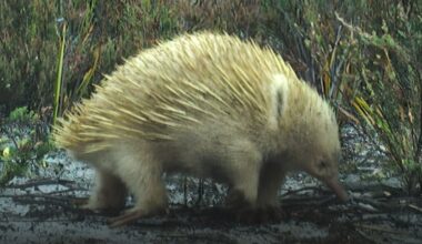 30 trail cameras and half a million pictures later, researchers have finally photographed these rare animals in first-ever camera survey of Tasmanian island