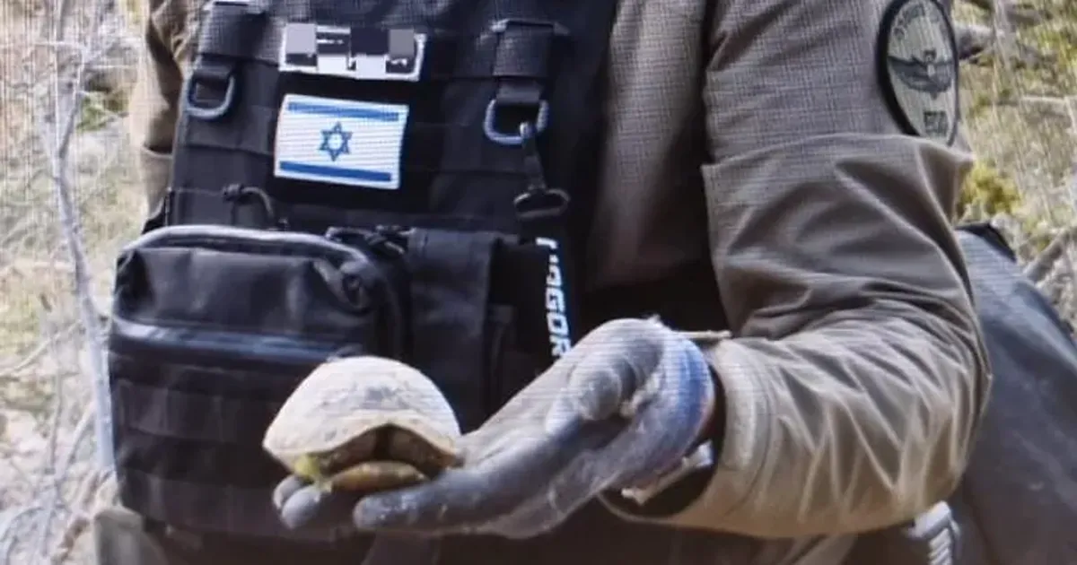 Shell-shocked but Safe: Jerusalem Police Rescue Turtle From Missile Debris - Haaretz