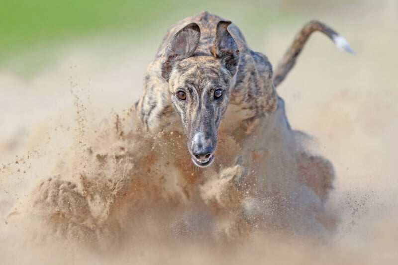 A brindle greyhound dog running at full speed, kicking up a cloud of sand behind it, with ears perked up and focused eyes; blurry green background.