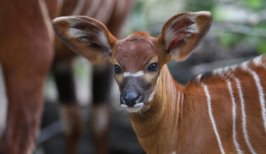 'Homecoming': Critically endangered antelopes returned to Kenyan forests from Czech zoo