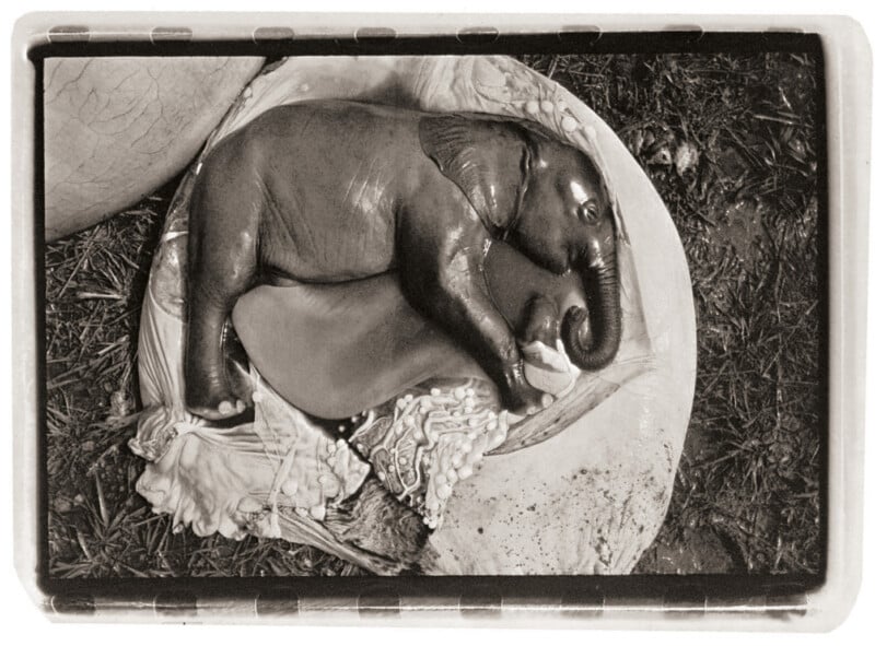 A black-and-white image of a newborn elephant calf curled up inside a partially opened amniotic sac, lying on grass, with the umbilical cord and placenta visible nearby.