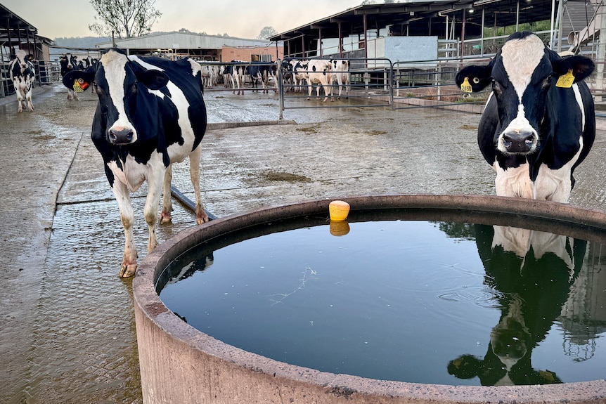 Black and white cows, with one reflected in a water trough in the yards.