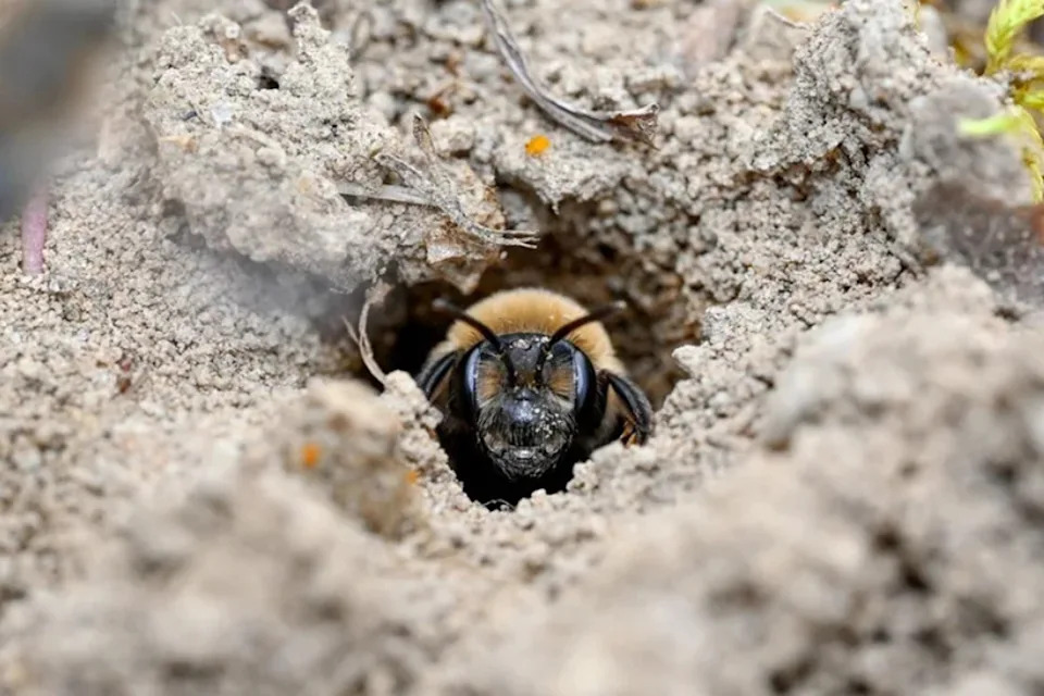 Researchers at Cornell University found that East Lawn Cemetery in Ithaca, New York, is home to an estimated 5.5 to 5.6 million ground-nesting bees, making it one of the largest, and possibly oldest, known bee aggregations ever recorded (Bryan Danforth)