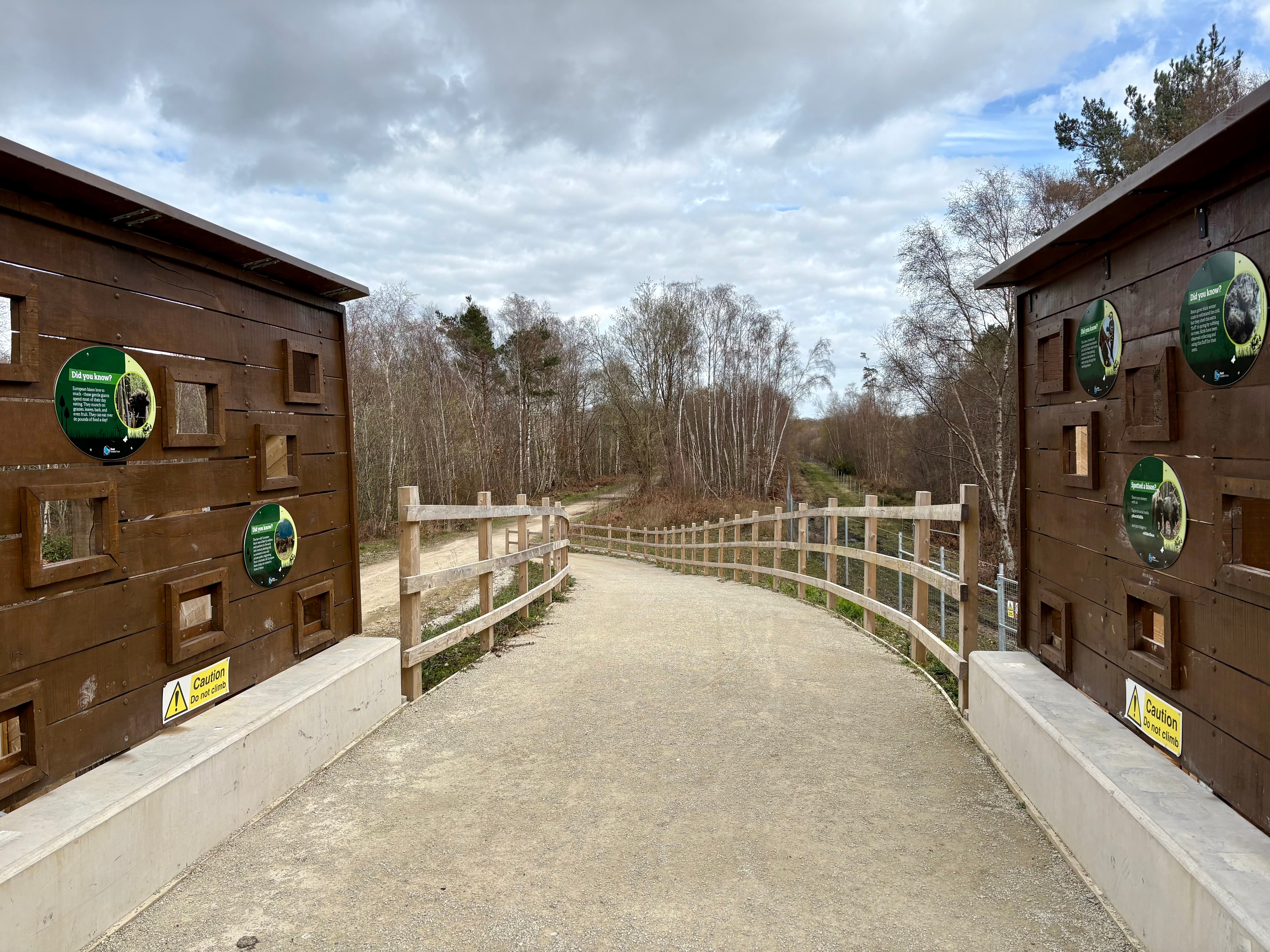 A Bison bridge which allows people to use existing footpaths, while potentially catching a glimpse of bison moving about the woodlands