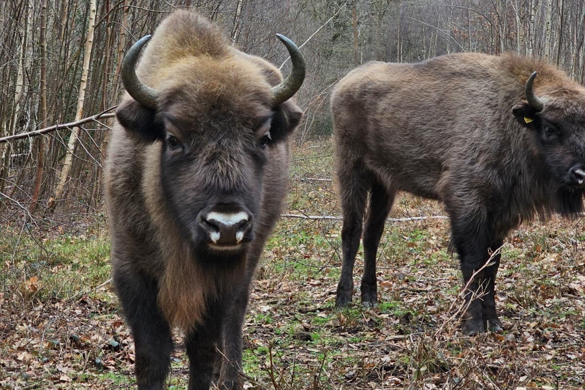 New herd of bison having ‘great impact’ on woodlands just a few years after being introduced