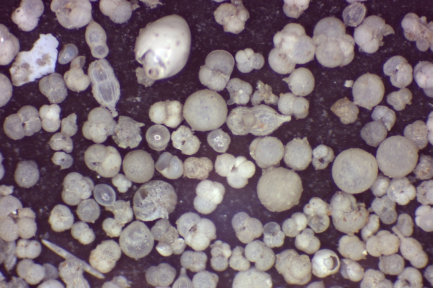Close-up image of tiny grey shells and rock-like shapes against a black background.