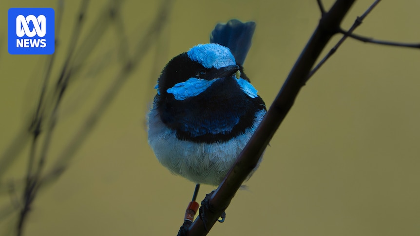 Fears for superb fairy-wrens as experts studying Canberra population predict extinction within decades