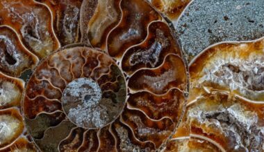 Photographer Jon McCormack captures nature's spinning, spiraling patterns