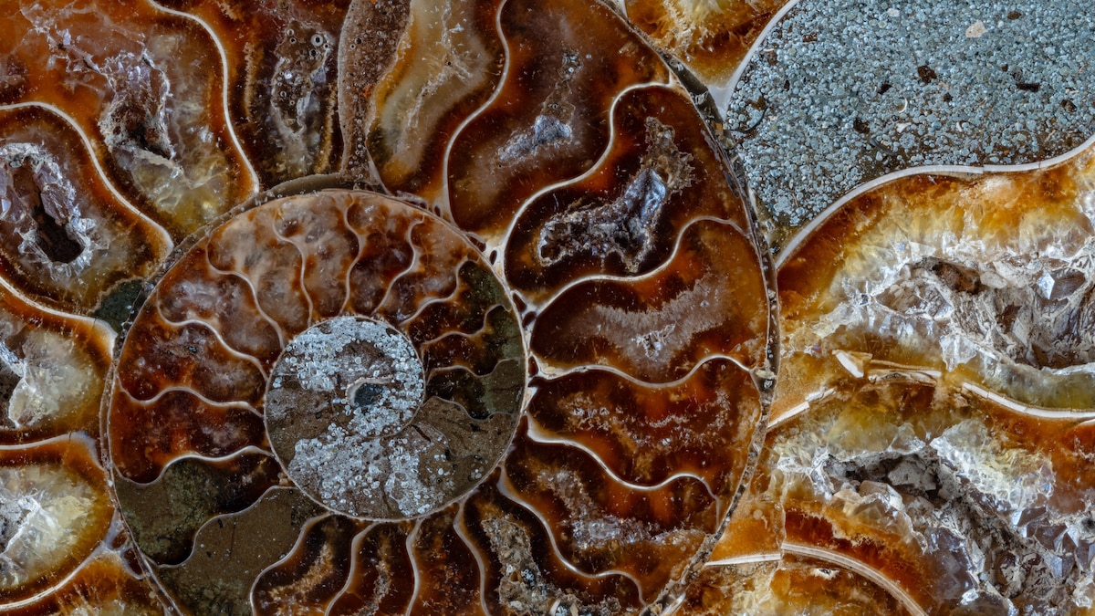 Photographer Jon McCormack captures nature's spinning, spiraling patterns