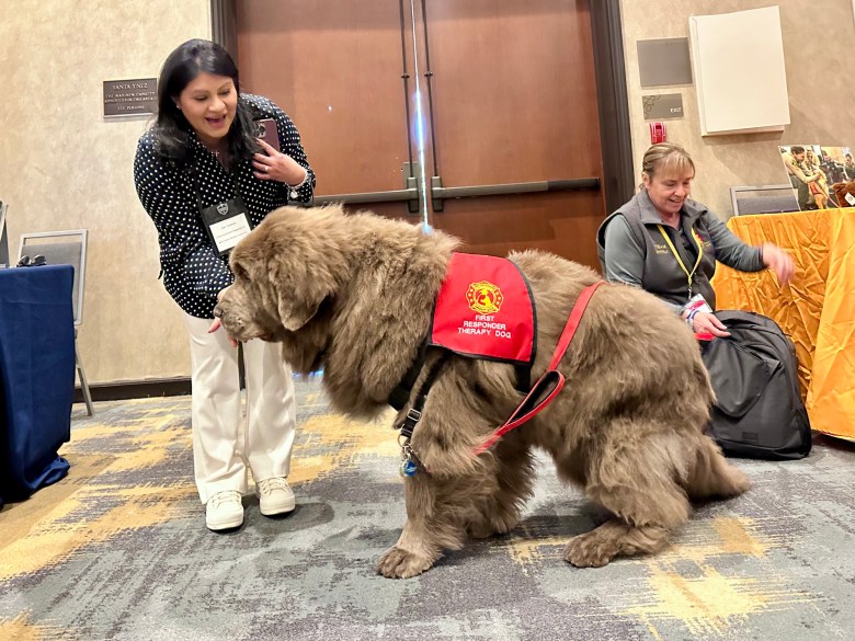 Conference attendees fawn over Shinji, a Newfoundland that serves as a first responder therapy dog, during Monday's conference.