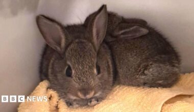 Two bunnies sitting on a beige towel inside a container.